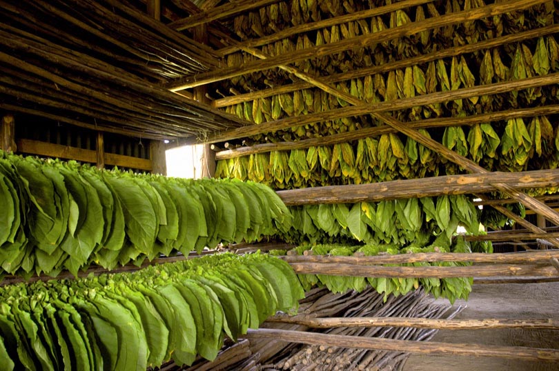 Tobacco fermentation process in a curing room