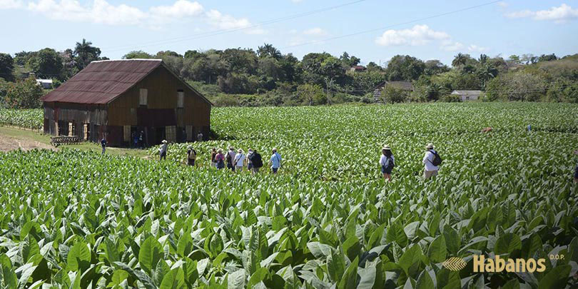 Rows of tobacco leaves prepared for classification and aging