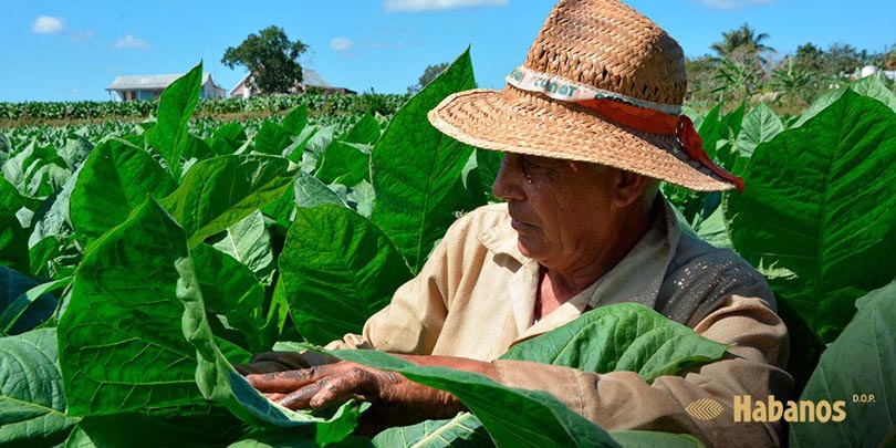 Workers harvesting mature tobacco leaves